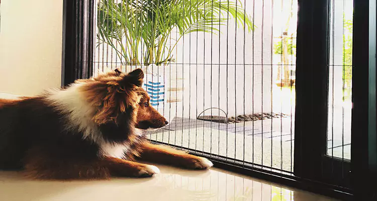 Sliding Screen Pet Door Repair in Fort Lauderdale, FL