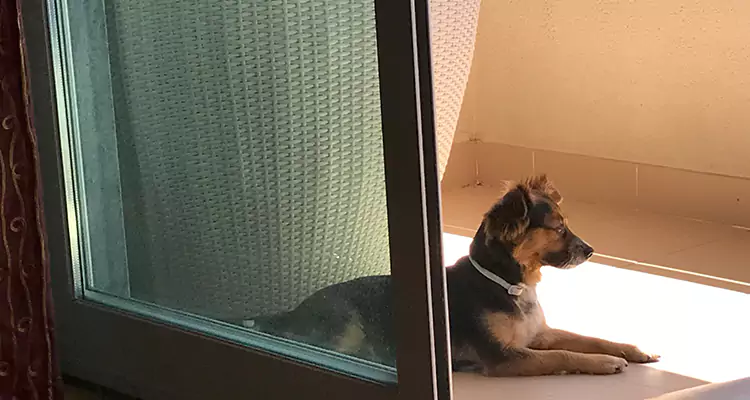 French Door Pet Screen Repair in Fort Lauderdale, FL